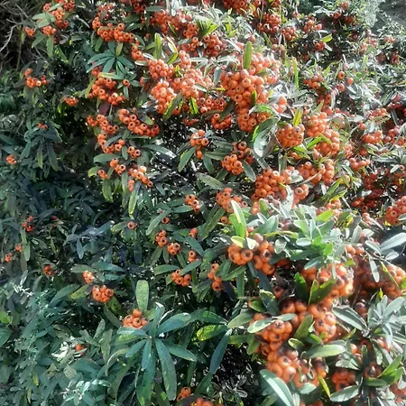 The Orange Groove فندق مبيت وإفطار 3*