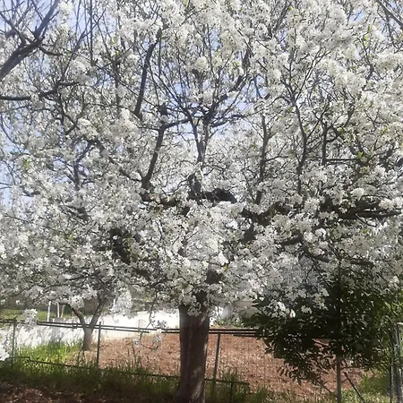 The Orange Groove 3*