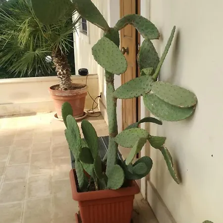 B&B The Orange Groove 바리