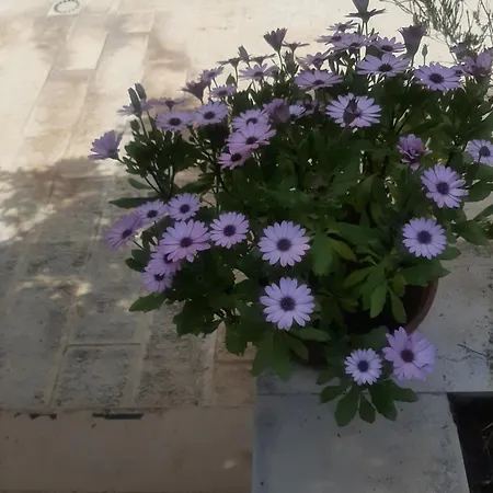 B&B The Orange Groove