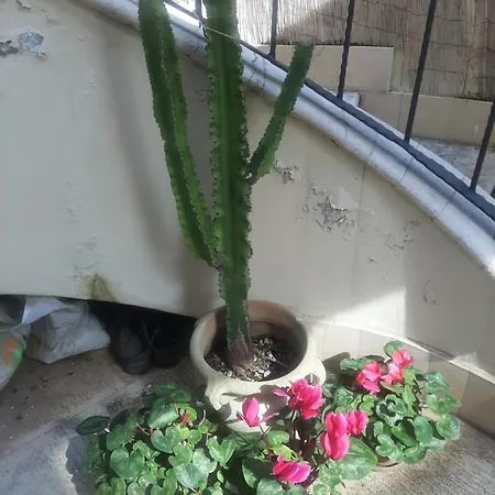 The Orange Groove 3*