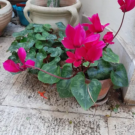 The Orange Groove 3* 바리