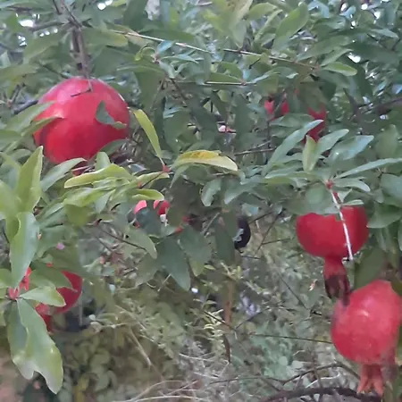 The Orange Groove 3* 바리