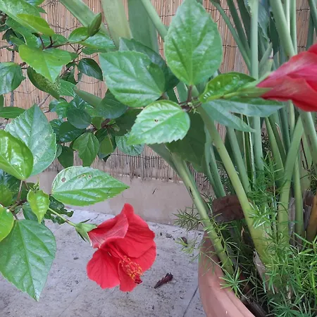 B&B The Orange Groove 바리