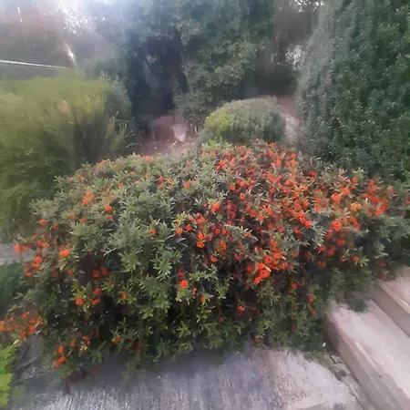 The Orange Groove *