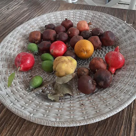 The Orange Groove 바리