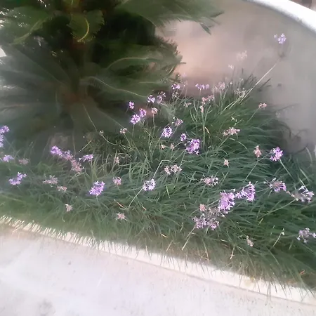 The Orange Groove 3*