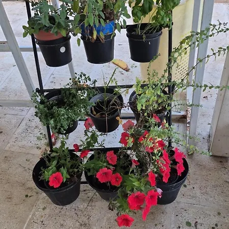 The Orange Groove 3*