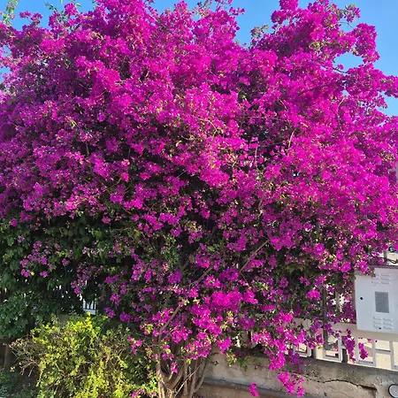 The Orange Groove 바리