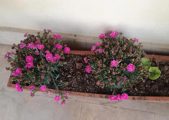 Oda ve Kahvaltı The Orange Groove Bari