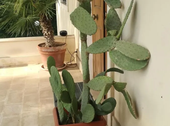 Oda ve Kahvaltı The Orange Groove Bari