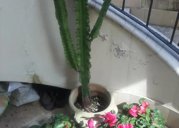 The Orange Groove 3*