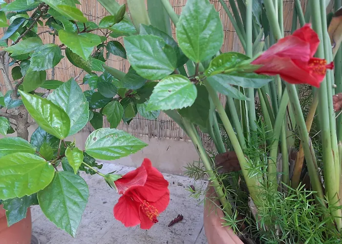 Oda ve Kahvaltı The Orange Groove Bari