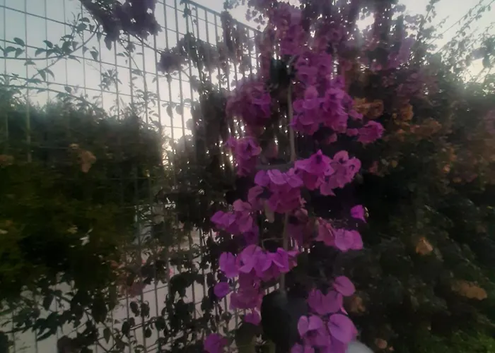 The Orange Groove Oda ve Kahvaltı 3*